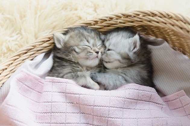 カゴの中で眠る2匹の子猫の写真