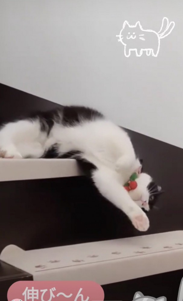 階段を降りようとしている猫