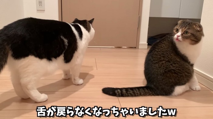 立っている猫と舌が出ている猫
