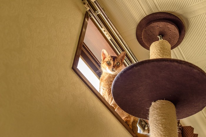突っ張りタイプのキャットタワーから窓に座る猫