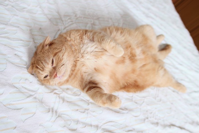 布団の上で仰向けで眠る猫