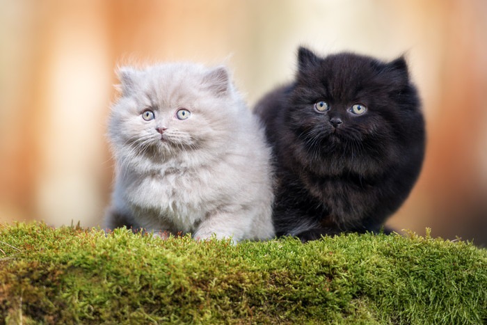 2匹のブリティッシュロングヘアの子猫