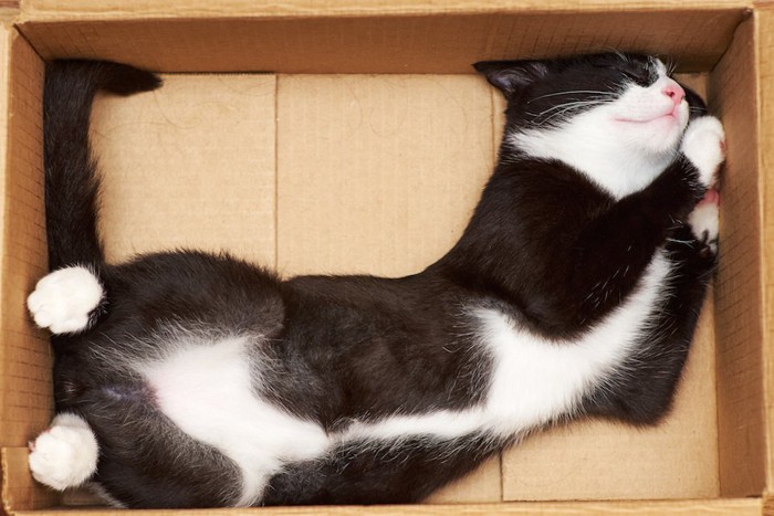 段ボール箱の中で仰向けに寝る猫