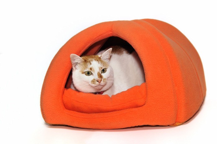 オレンジ色の猫ドームに入る猫
