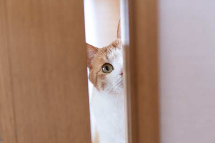 ドア越しに見つめる猫