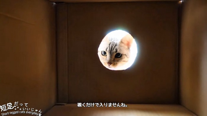 穴を覗いて横を見る猫