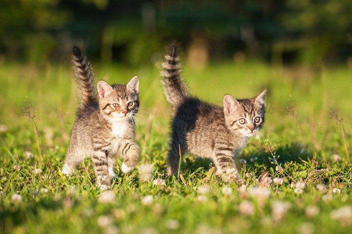 草原を走る二匹の子猫