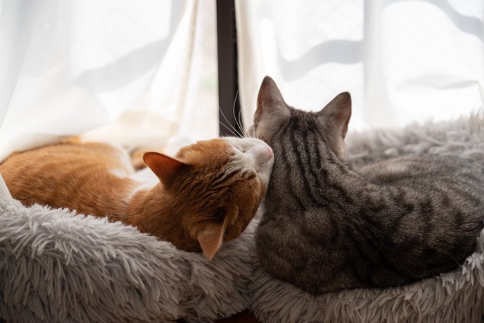 カーテンのある窓辺でくつろぐ二匹の猫