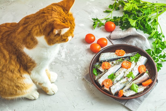 鰯を使った料理を見つめる猫