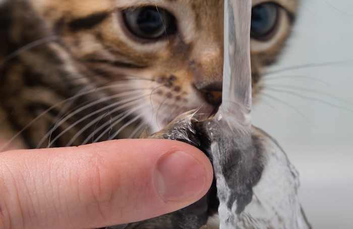 流れる水を触れる猫と人の手