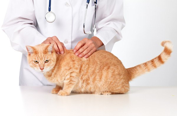 医師に診察される猫