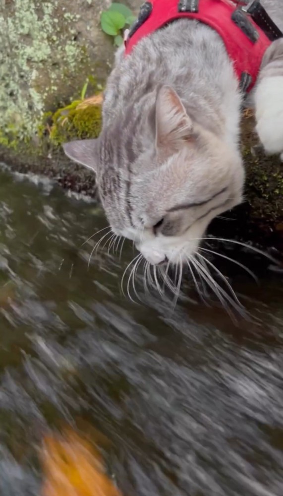 水路の水を飲む猫2