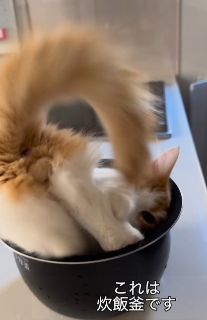 炊飯釜の中で回転する猫