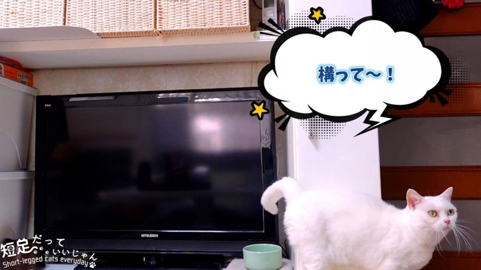 テレビの前にいる猫