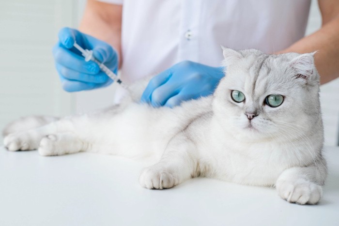 獣医でワクチンを接種される猫