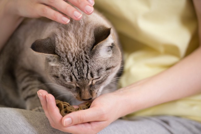 女性の手からごはんを食べる猫