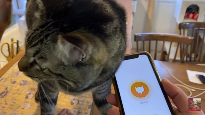 猫語翻訳アプリと猫