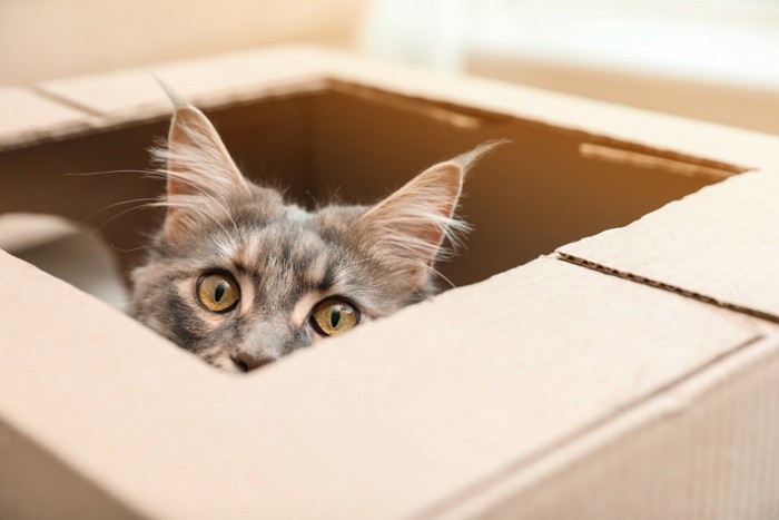 怖がって箱にはいる猫