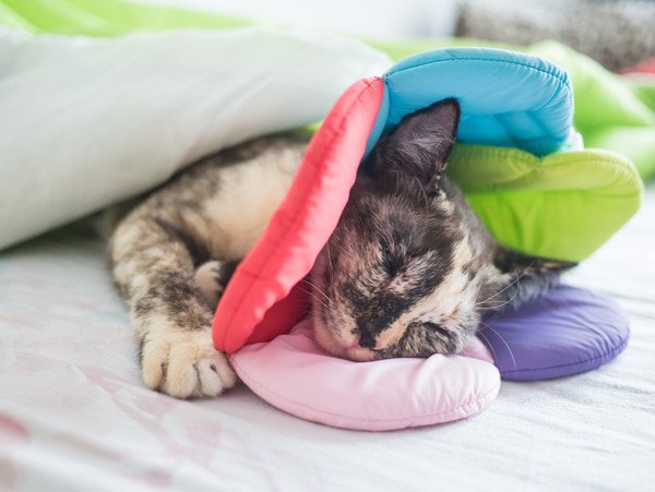 布のエリザベスカラーを付けて寝る猫