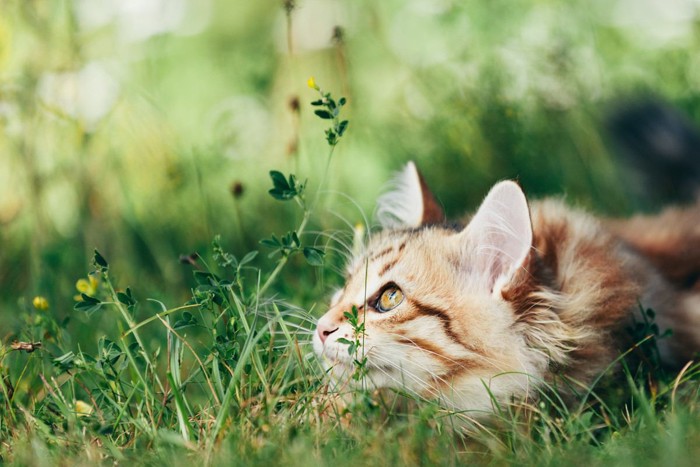 芝生の上で上の方を見る猫
