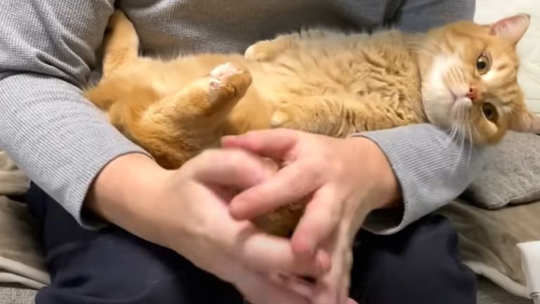 赤ちゃん抱っこされる猫