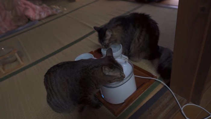 一緒にミルクを飲む猫たち