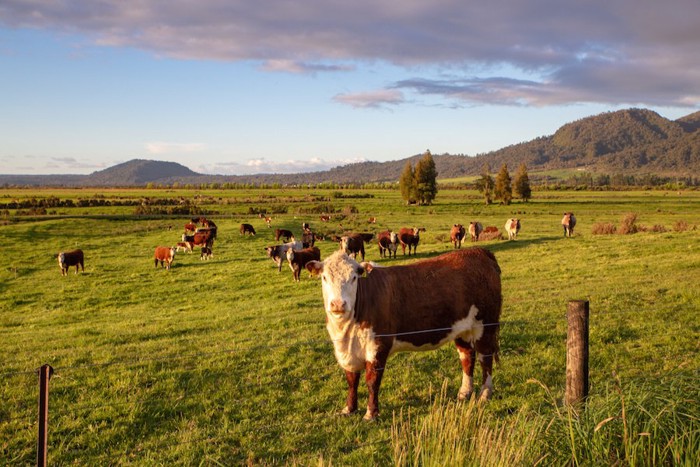 広大な土地で放牧されている牛たち