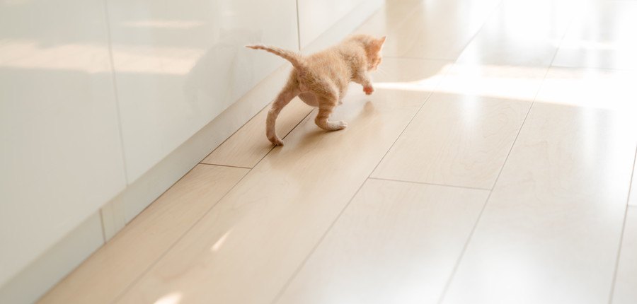 床を歩く猫