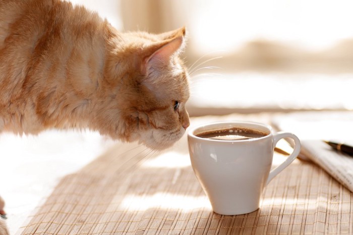 コーヒーの入ったカップに顔を近づける猫