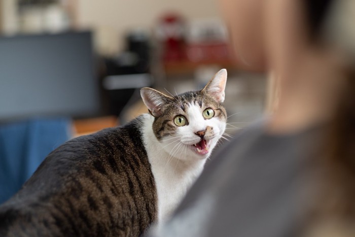 鳴く猫