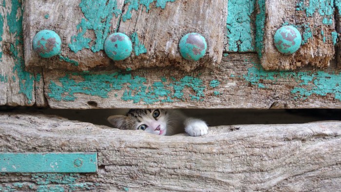木の扉の隙間から手を出す子猫