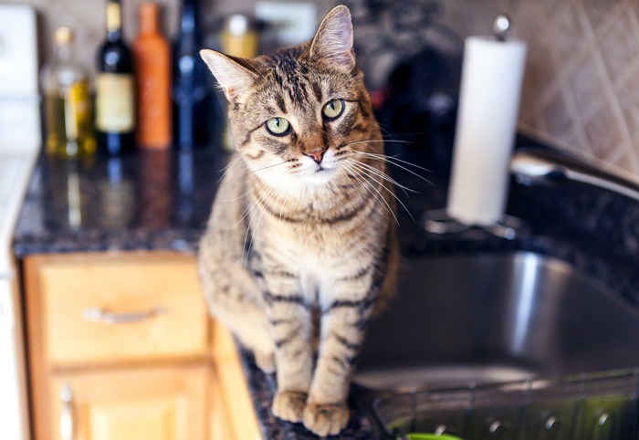 猫とキッチンイメージ