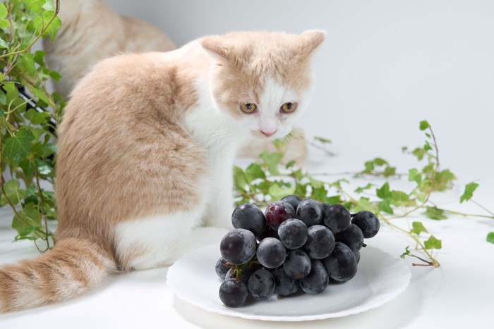 猫とブドウ