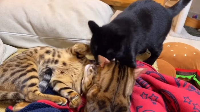 子猫の毛づくろいをする2匹の猫