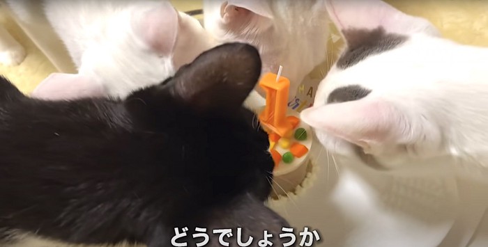 ケーキと四匹の猫