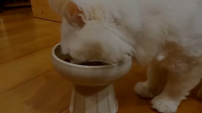 食器でエサを食べる猫