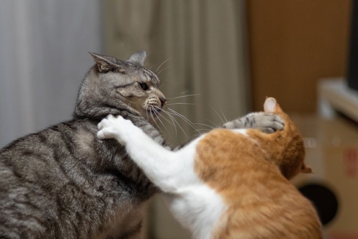 喧嘩する2匹の猫