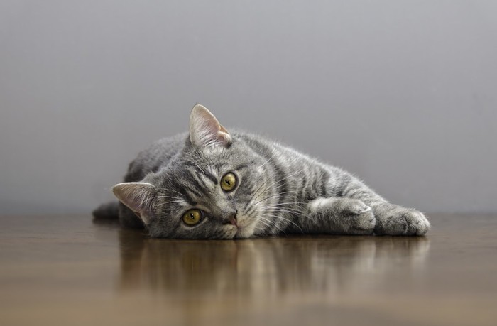 床に横たわっている猫