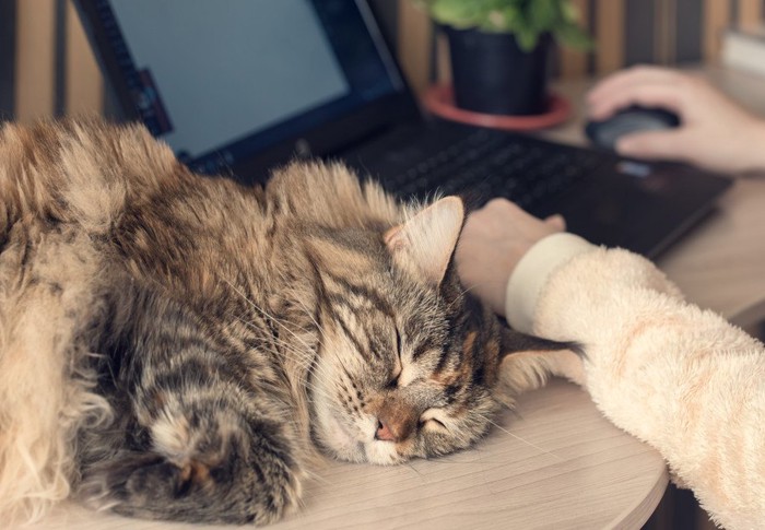 パソコンデスクで眠る猫