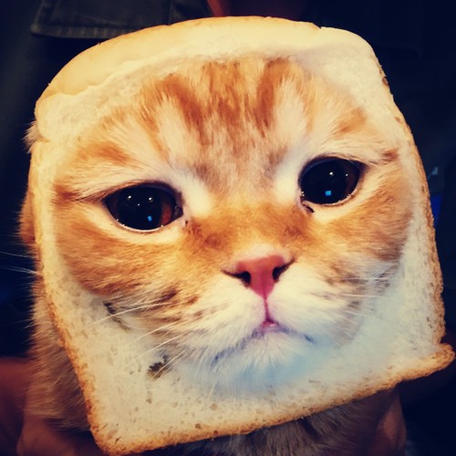 パンと合体した猫
