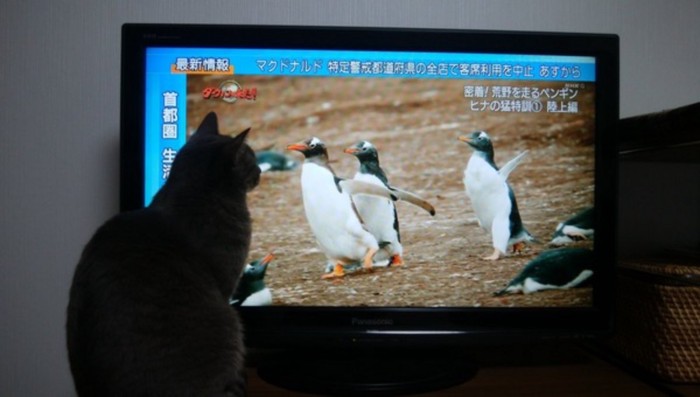 テレビのペンギンを見る灰色猫