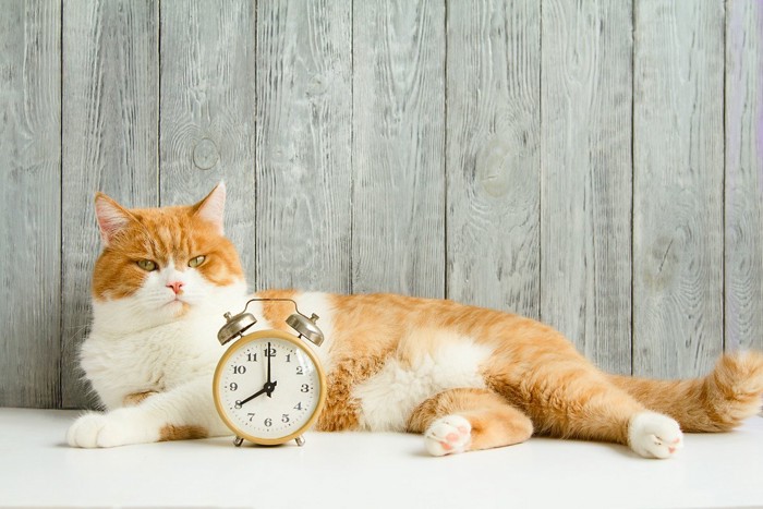 目覚まし時計と猫