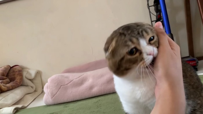 人の手のひらを噛む猫