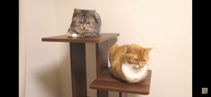 香箱座りをする二匹の猫