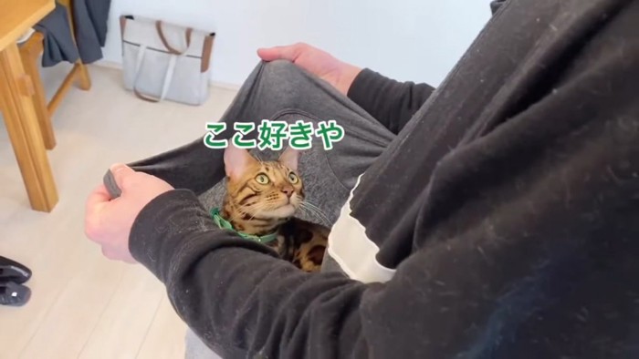 見上げる緑色の首輪の猫
