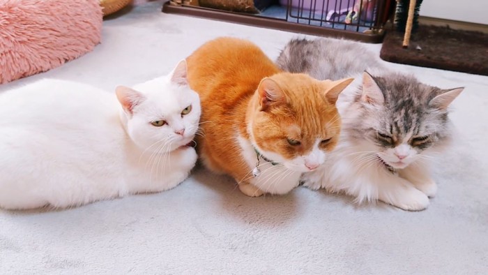 並んで座る3匹の猫