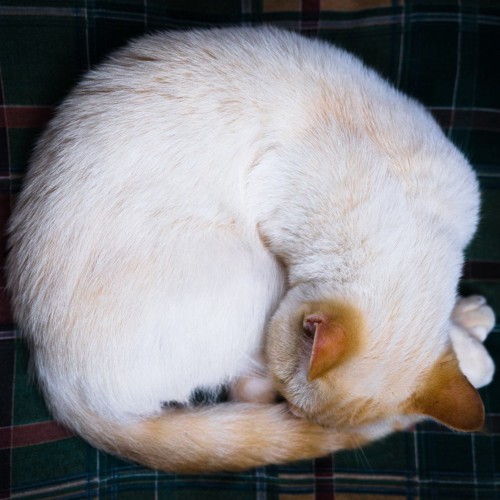 丸くなって寝る白い猫