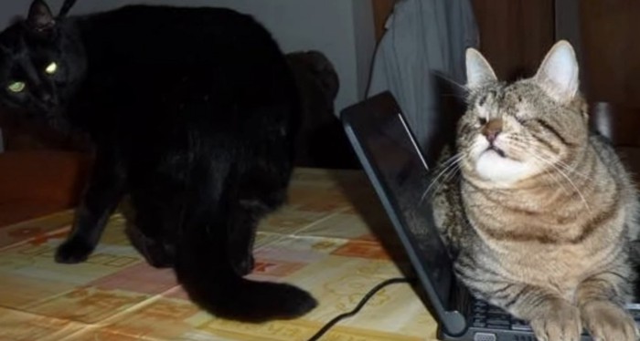 黒猫とパソコンの上にキジトラ猫