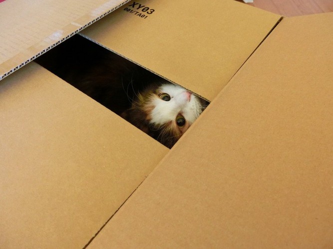 ダンボール箱の中から見上げている猫