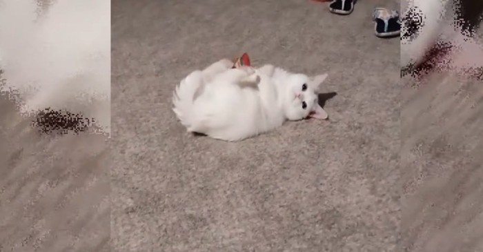 床で寝転がって遊ぶ白い猫